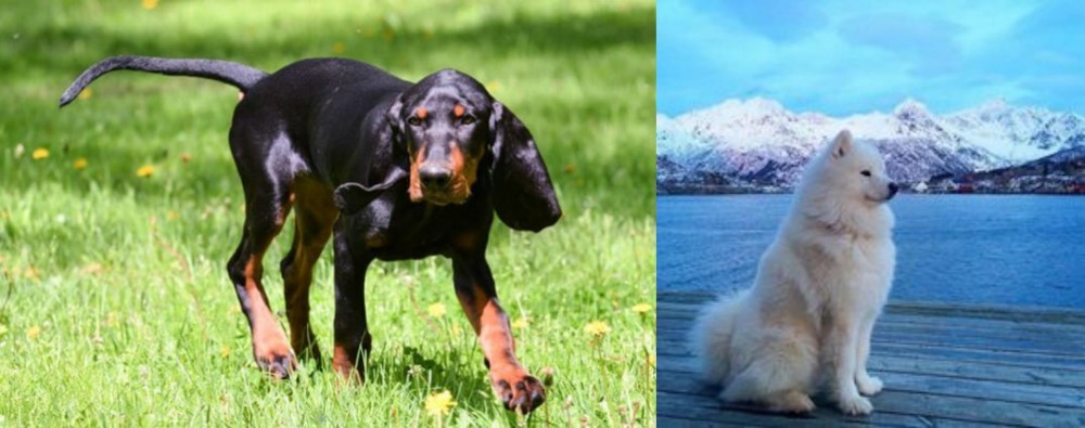 Samoyed vs Black and Tan Coonhound - Breed Comparison