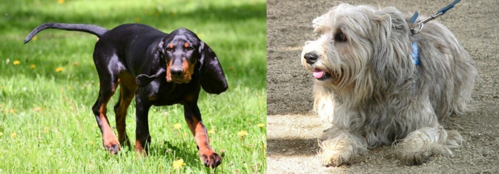 Sapsali vs Black and Tan Coonhound - Breed Comparison