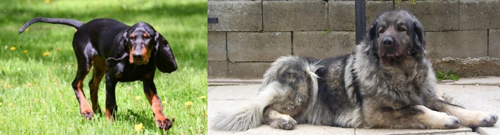 Sarplaninac vs Black and Tan Coonhound - Breed Comparison