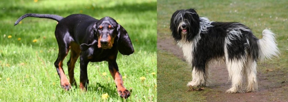 Schapendoes vs Black and Tan Coonhound - Breed Comparison
