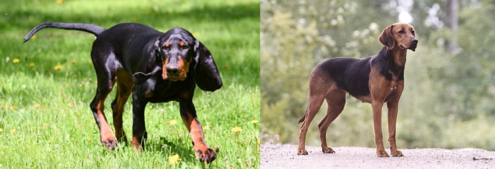 Schillerstovare vs Black and Tan Coonhound - Breed Comparison