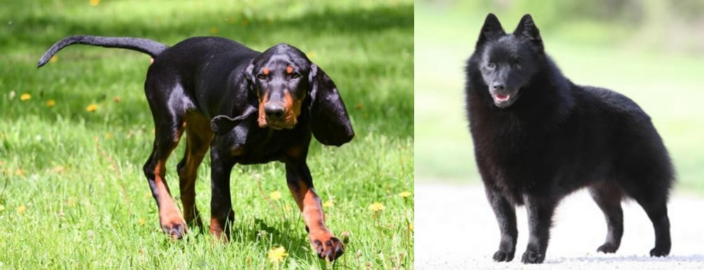 Schipperke vs Black and Tan Coonhound - Breed Comparison