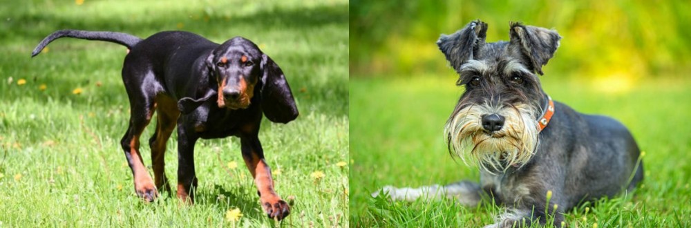 Schnauzer vs Black and Tan Coonhound - Breed Comparison