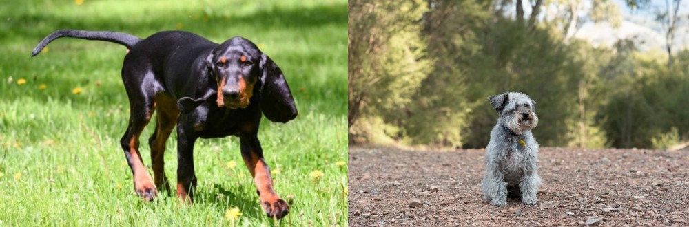 Schnoodle vs Black and Tan Coonhound - Breed Comparison