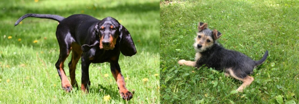 Schnorkie vs Black and Tan Coonhound - Breed Comparison