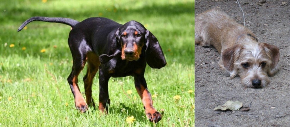 Schweenie vs Black and Tan Coonhound - Breed Comparison
