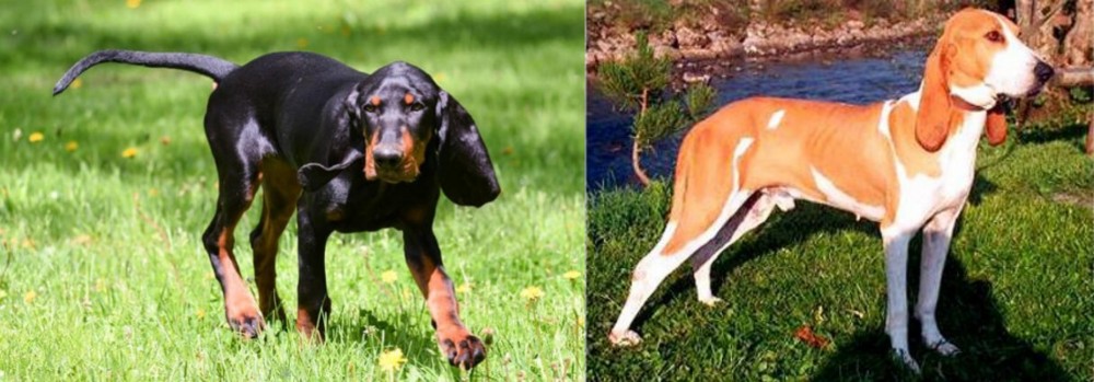 Schweizer Laufhund vs Black and Tan Coonhound - Breed Comparison