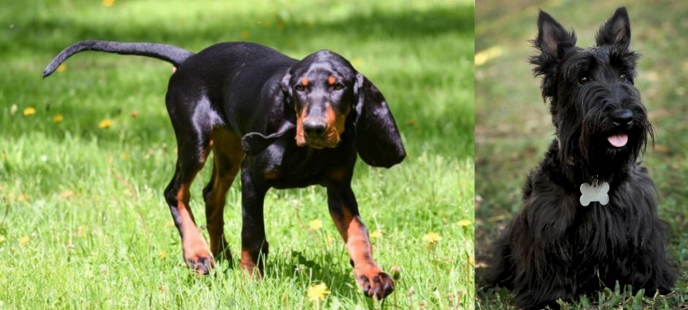 Scoland Terrier vs Black and Tan Coonhound - Breed Comparison