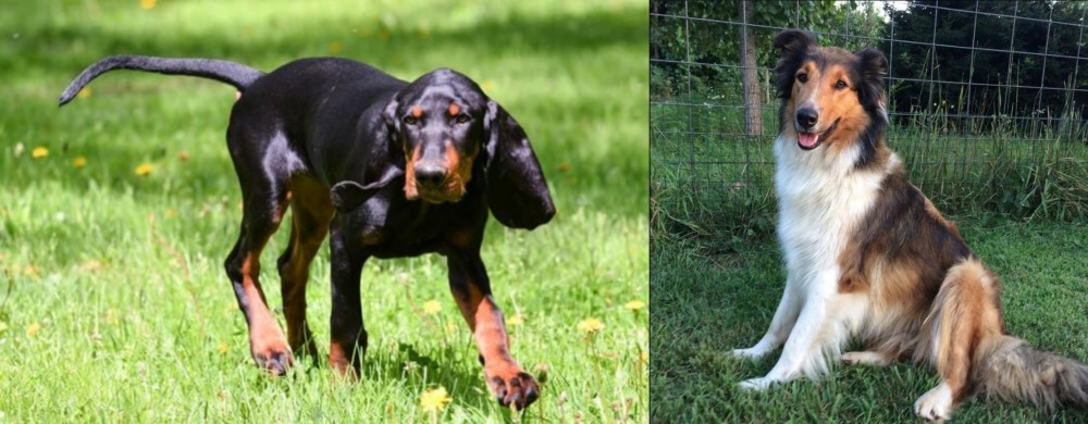 Scotch Collie vs Black and Tan Coonhound - Breed Comparison