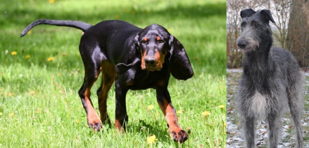 Scottish Deerhound vs Black and Tan Coonhound - Breed Comparison