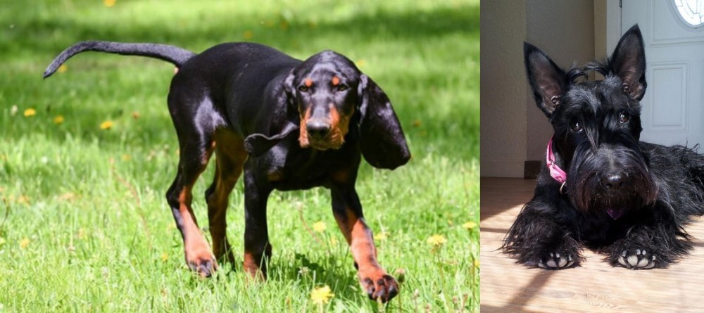 Scottish Terrier vs Black and Tan Coonhound - Breed Comparison