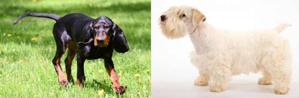 Sealyham Terrier vs Black and Tan Coonhound - Breed Comparison