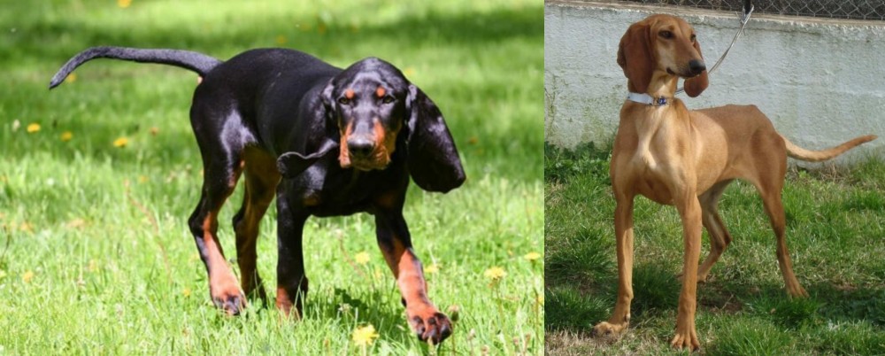 Segugio Italiano vs Black and Tan Coonhound - Breed Comparison