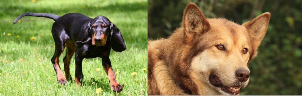 Seppala Siberian Sleddog vs Black and Tan Coonhound - Breed Comparison