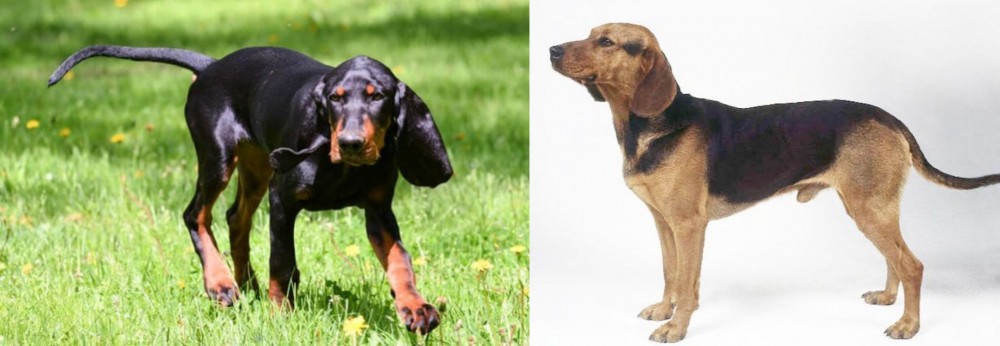 Serbian Hound vs Black and Tan Coonhound - Breed Comparison
