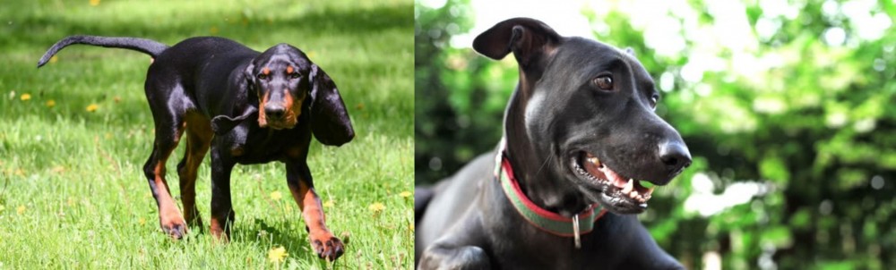 Shepard Labrador vs Black and Tan Coonhound - Breed Comparison