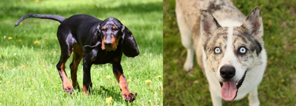 Shepherd Husky vs Black and Tan Coonhound - Breed Comparison