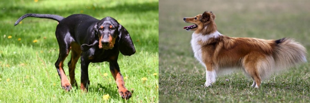 Shetland Sheepdog vs Black and Tan Coonhound - Breed Comparison