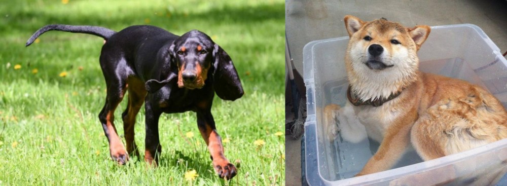 Shiba Inu vs Black and Tan Coonhound - Breed Comparison