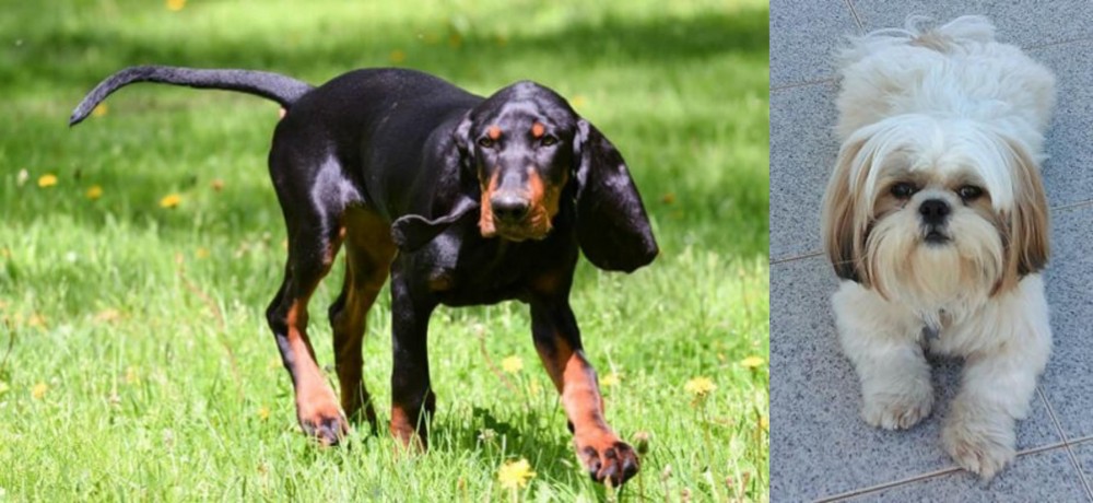 Shih Tzu vs Black and Tan Coonhound - Breed Comparison