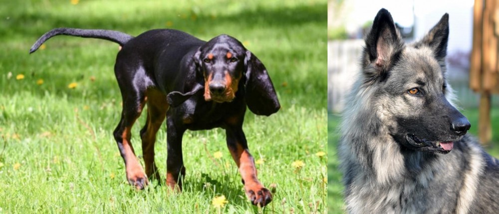 Shiloh Shepherd vs Black and Tan Coonhound - Breed Comparison