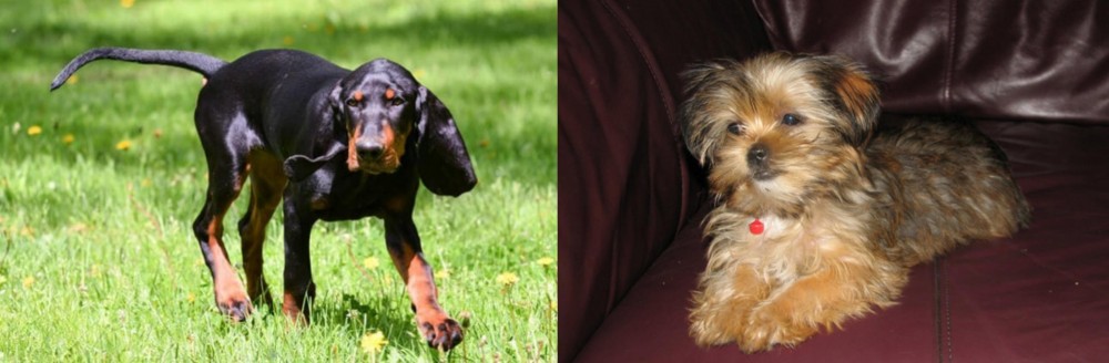 Shorkie vs Black and Tan Coonhound - Breed Comparison