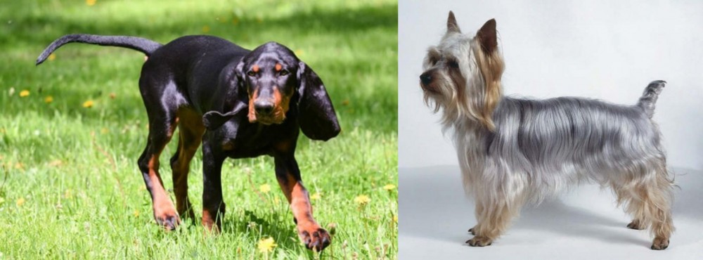 Silky Terrier vs Black and Tan Coonhound - Breed Comparison