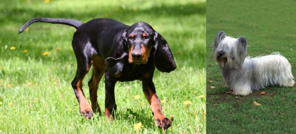 Skye Terrier vs Black and Tan Coonhound - Breed Comparison