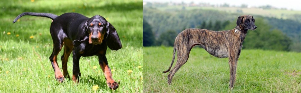 Sloughi vs Black and Tan Coonhound - Breed Comparison