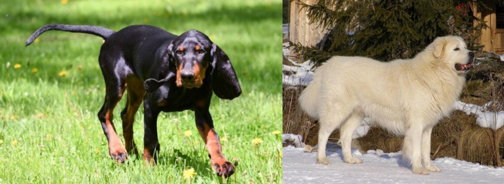 Slovak Cuvac vs Black and Tan Coonhound - Breed Comparison