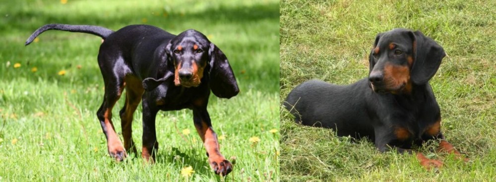Slovakian Hound vs Black and Tan Coonhound - Breed Comparison