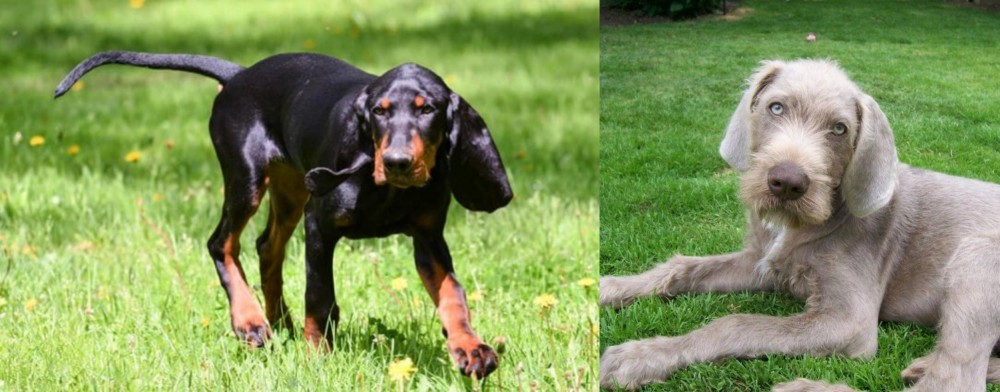 Slovakian Rough Haired Pointer vs Black and Tan Coonhound - Breed Comparison