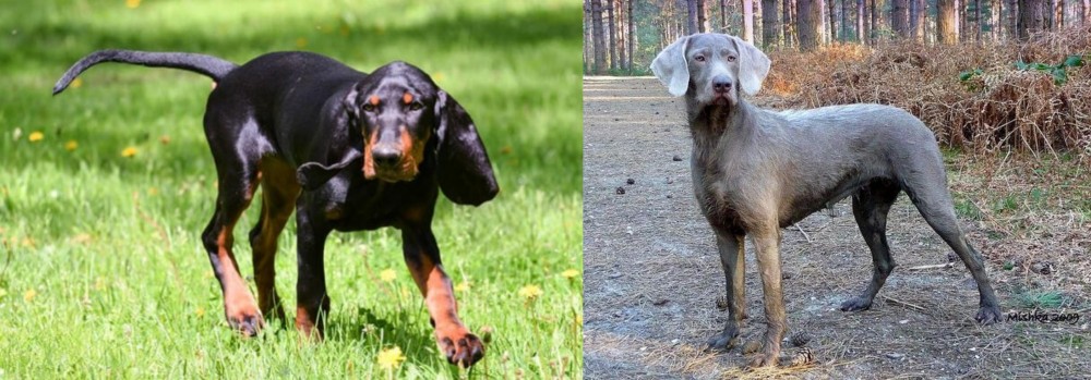 Slovensky Hrubosrsty Stavac vs Black and Tan Coonhound - Breed Comparison