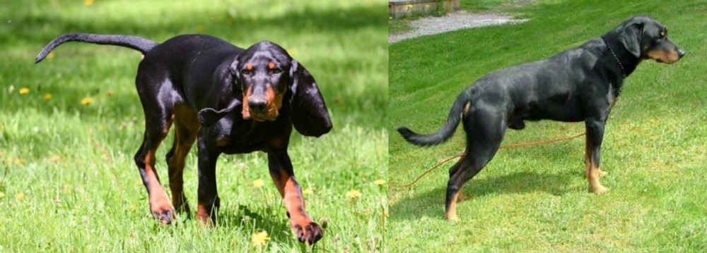 Smalandsstovare vs Black and Tan Coonhound - Breed Comparison