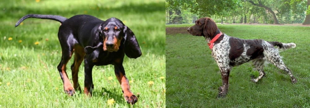 Small Munsterlander vs Black and Tan Coonhound - Breed Comparison