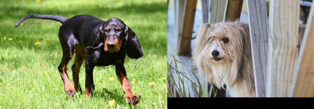 Smithfield vs Black and Tan Coonhound - Breed Comparison