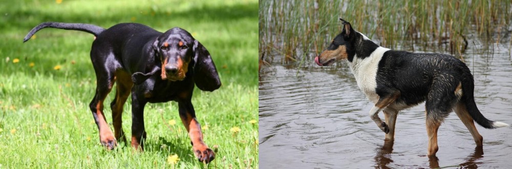 Smooth Collie vs Black and Tan Coonhound - Breed Comparison