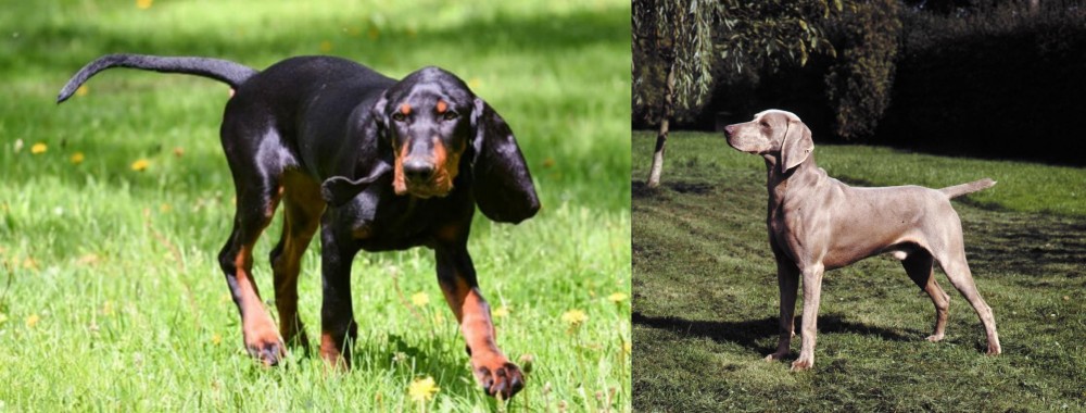 Smooth Haired Weimaraner vs Black and Tan Coonhound - Breed Comparison