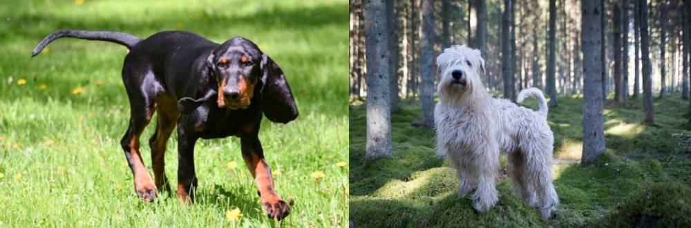 Soft-Coated Wheaten Terrier vs Black and Tan Coonhound - Breed Comparison
