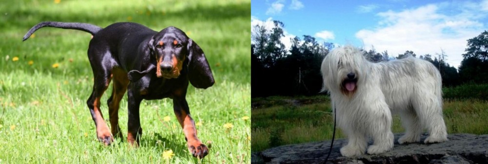 South Russian Ovcharka vs Black and Tan Coonhound - Breed Comparison