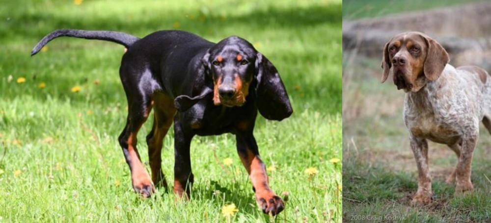 Spanish Pointer vs Black and Tan Coonhound - Breed Comparison