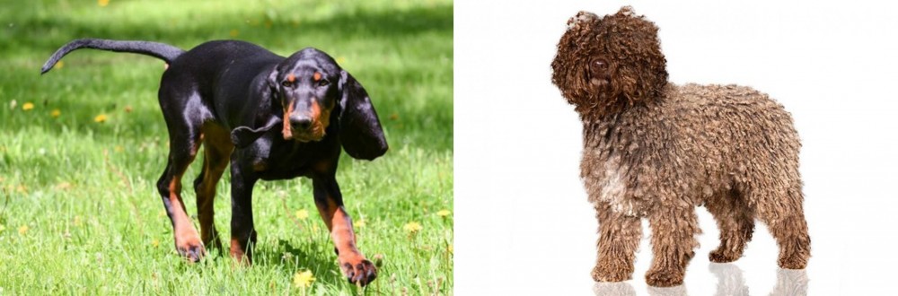 Spanish Water Dog vs Black and Tan Coonhound - Breed Comparison
