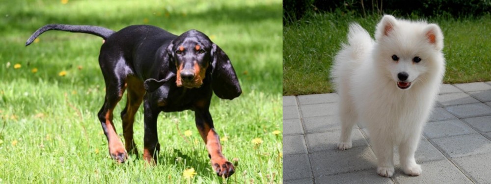 Spitz vs Black and Tan Coonhound - Breed Comparison