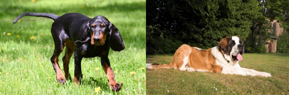 St. Bernard vs Black and Tan Coonhound - Breed Comparison