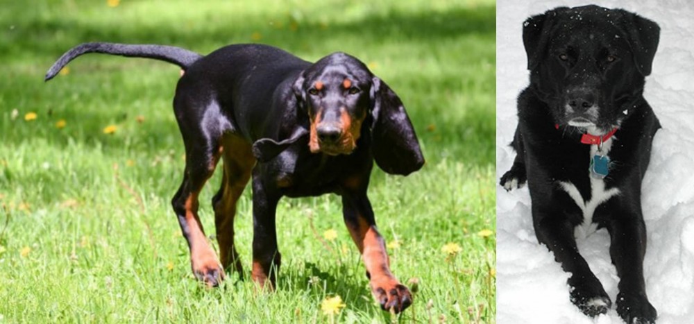 St. John's Water Dog vs Black and Tan Coonhound - Breed Comparison