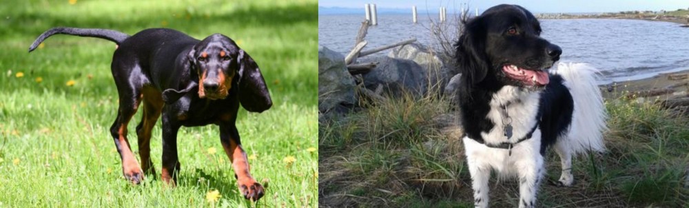 Stabyhoun vs Black and Tan Coonhound - Breed Comparison