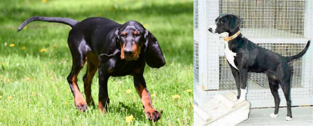 Stephens Stock vs Black and Tan Coonhound - Breed Comparison