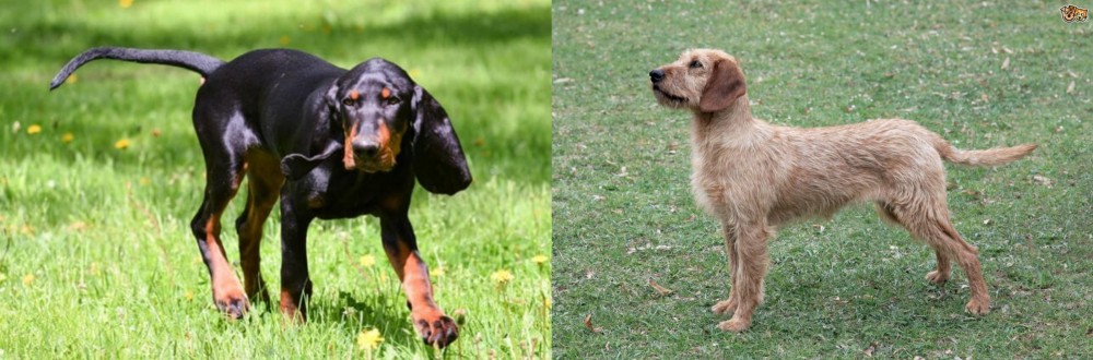 Styrian Coarse Haired Hound vs Black and Tan Coonhound - Breed Comparison