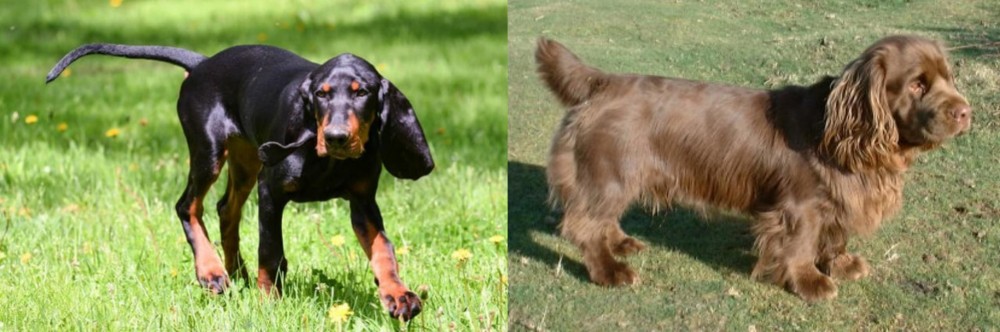 Sussex Spaniel vs Black and Tan Coonhound - Breed Comparison