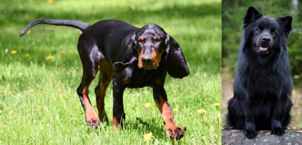 Swedish Lapphund vs Black and Tan Coonhound - Breed Comparison